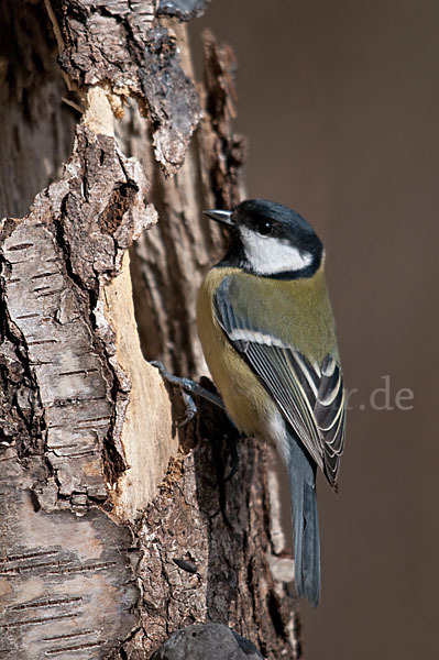 Kohlmeise (Parus major)