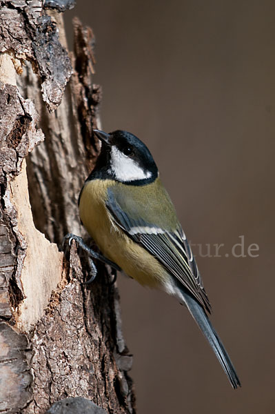 Kohlmeise (Parus major)