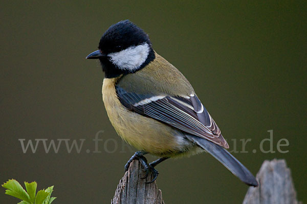 Kohlmeise (Parus major)