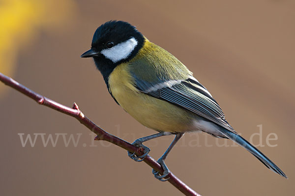 Kohlmeise (Parus major)