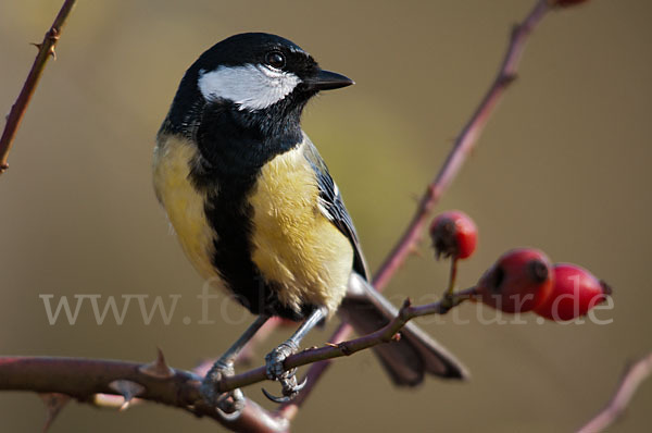 Kohlmeise (Parus major)