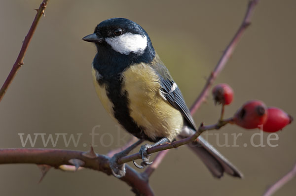 Kohlmeise (Parus major)