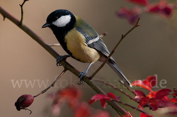 Kohlmeise (Parus major)