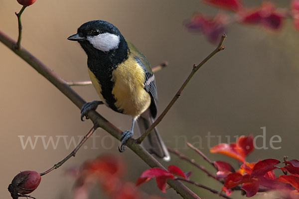 Kohlmeise (Parus major)