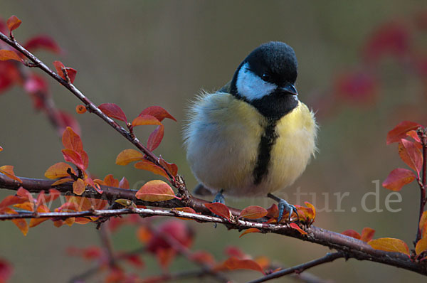 Kohlmeise (Parus major)