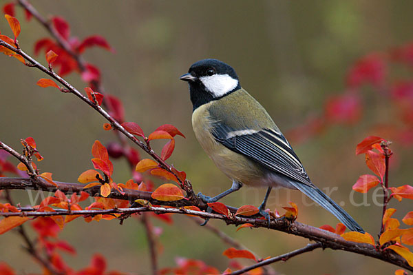 Kohlmeise (Parus major)