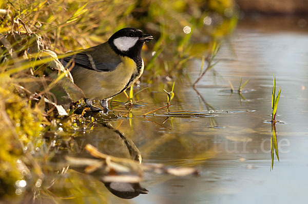 Kohlmeise (Parus major)