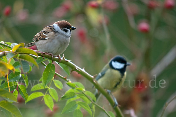 Kohlmeise (Parus major)