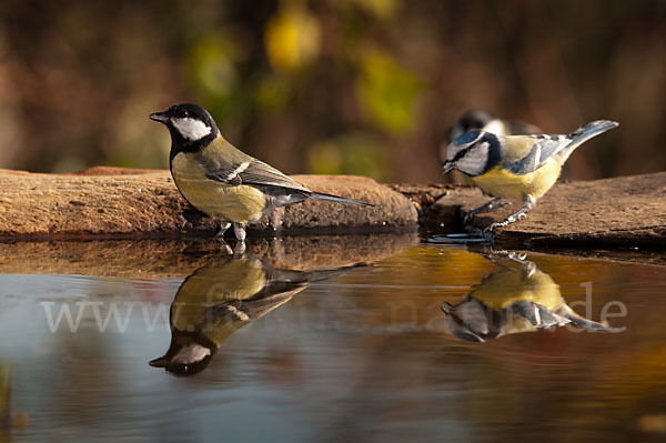 Kohlmeise (Parus major)