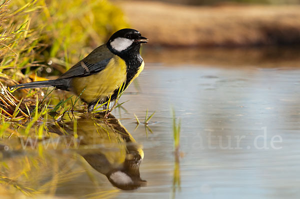 Kohlmeise (Parus major)