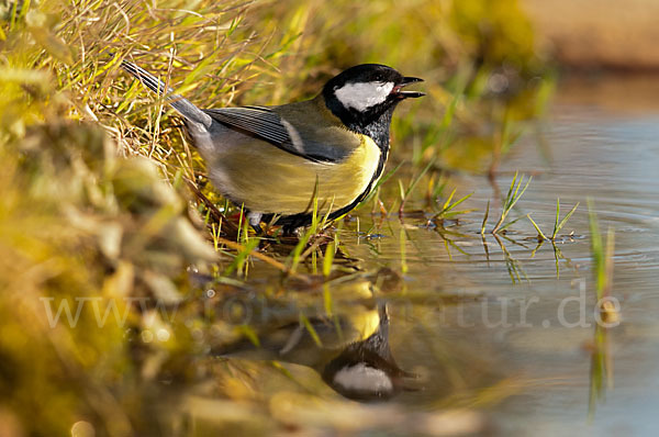 Kohlmeise (Parus major)