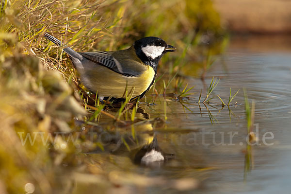 Kohlmeise (Parus major)