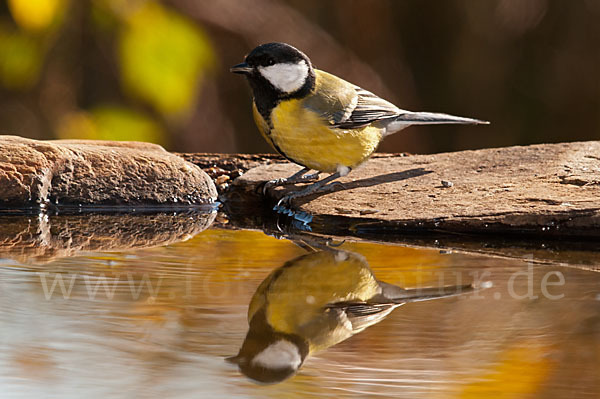 Kohlmeise (Parus major)