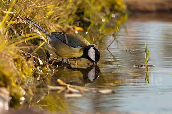 Kohlmeise (Parus major)