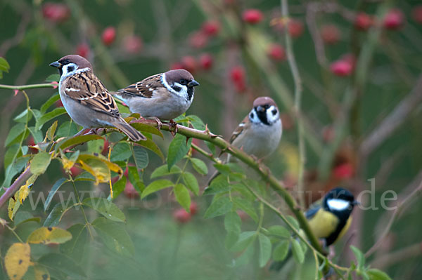 Kohlmeise (Parus major)