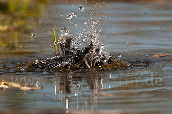 Kohlmeise (Parus major)