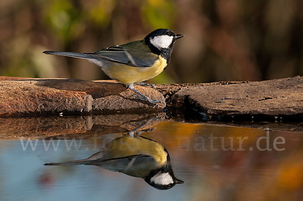 Kohlmeise (Parus major)