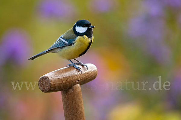 Kohlmeise (Parus major)