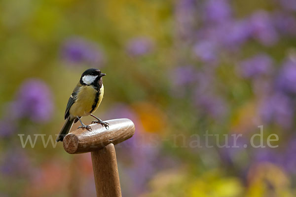 Kohlmeise (Parus major)