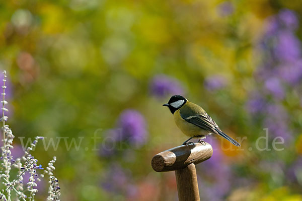 Kohlmeise (Parus major)