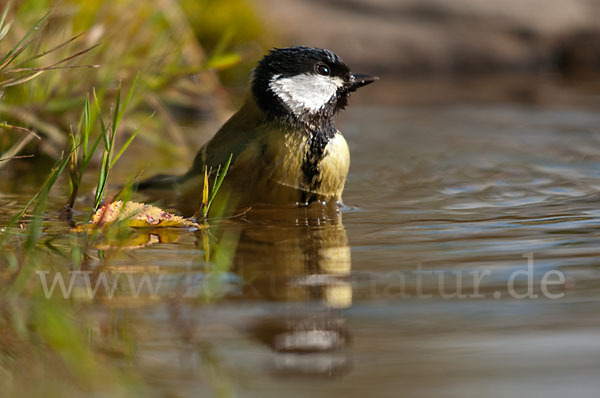 Kohlmeise (Parus major)