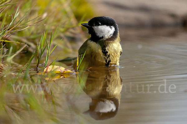 Kohlmeise (Parus major)