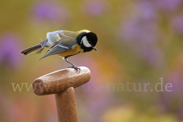 Kohlmeise (Parus major)