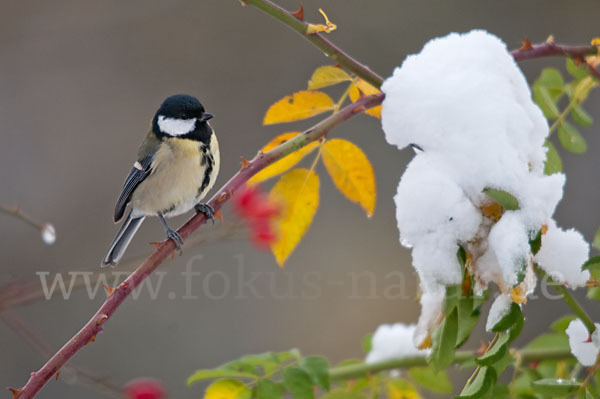 Kohlmeise (Parus major)