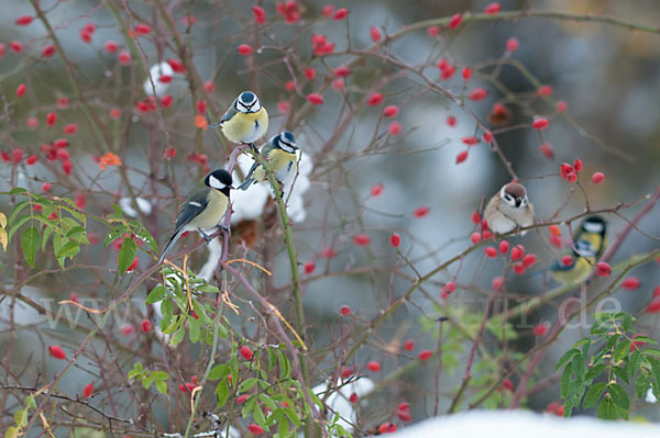 Kohlmeise (Parus major)