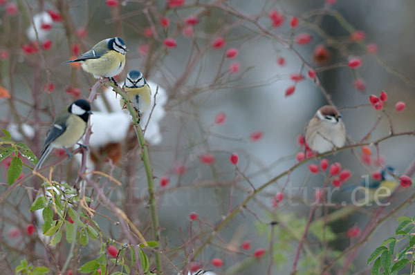 Kohlmeise (Parus major)