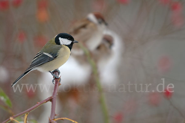 Kohlmeise (Parus major)