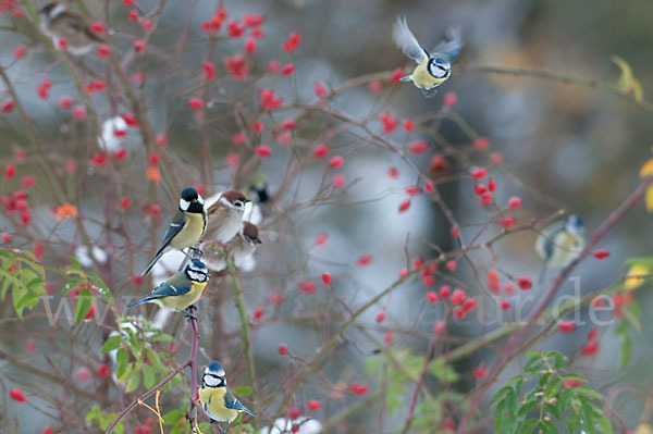 Kohlmeise (Parus major)