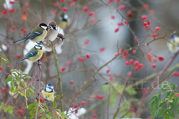 Kohlmeise (Parus major)