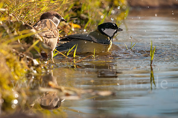 Kohlmeise (Parus major)