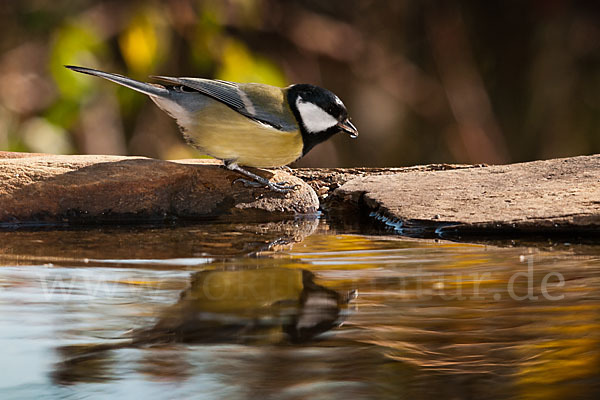 Kohlmeise (Parus major)