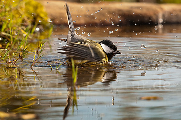 Kohlmeise (Parus major)