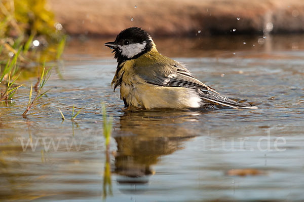 Kohlmeise (Parus major)