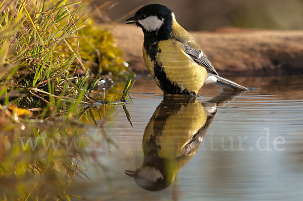 Kohlmeise (Parus major)