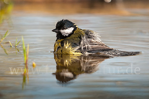 Kohlmeise (Parus major)