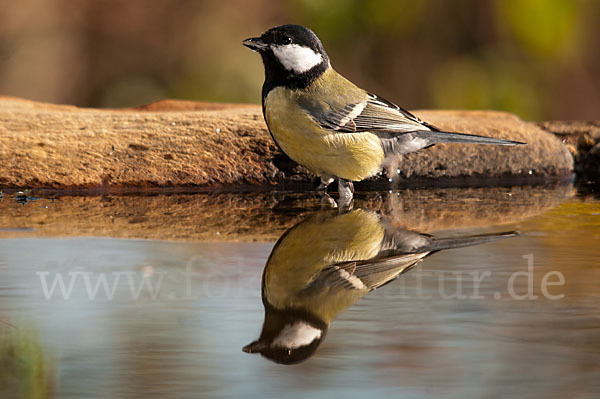 Kohlmeise (Parus major)