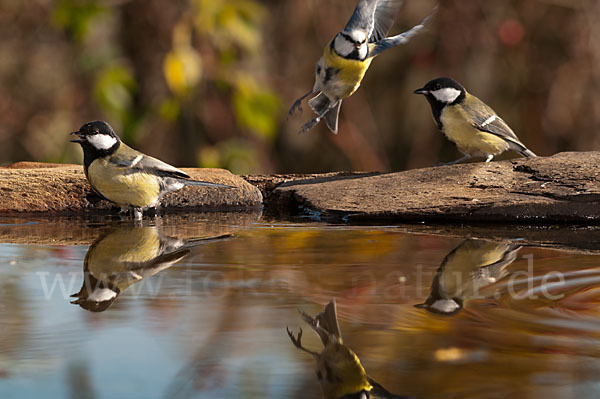 Kohlmeise (Parus major)