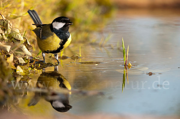 Kohlmeise (Parus major)