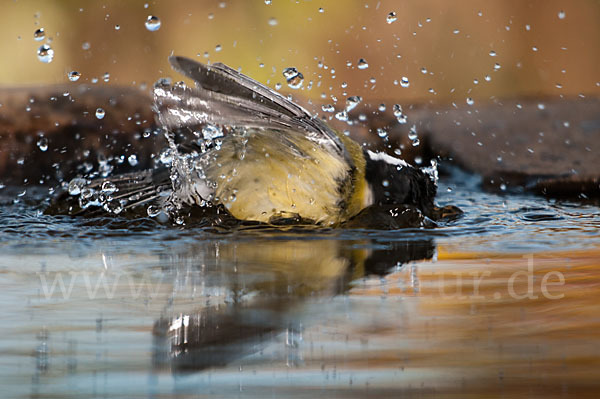 Kohlmeise (Parus major)