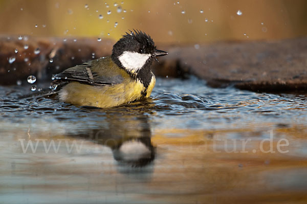 Kohlmeise (Parus major)