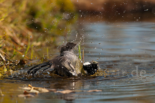 Kohlmeise (Parus major)