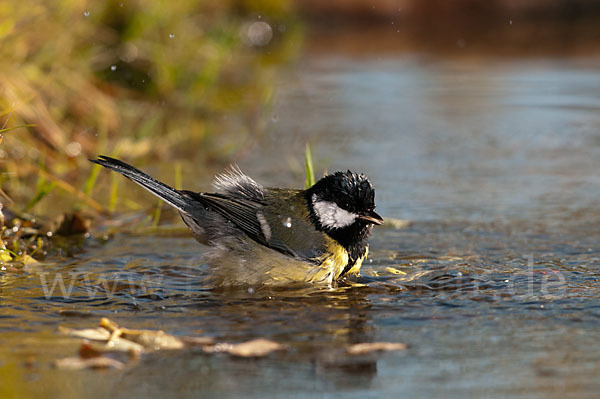 Kohlmeise (Parus major)