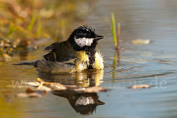 Kohlmeise (Parus major)