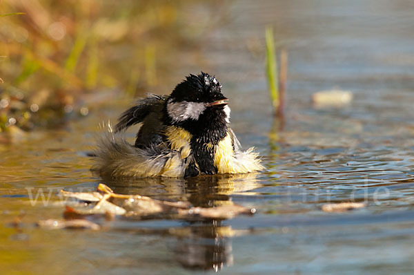 Kohlmeise (Parus major)