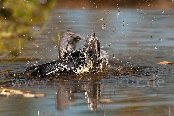 Kohlmeise (Parus major)