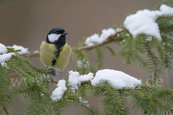 Kohlmeise (Parus major)